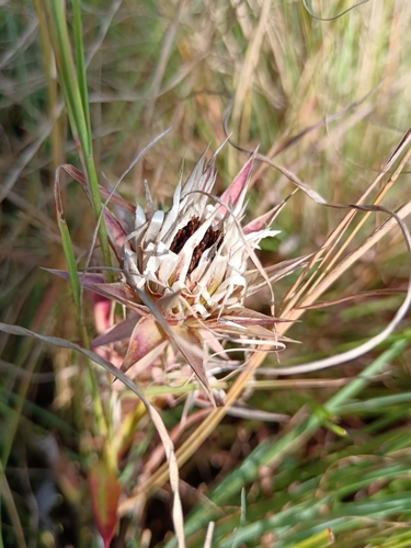 Image of Macledium zeyheri by (c) Hildegard Klein, some rights reserved (CC BY)