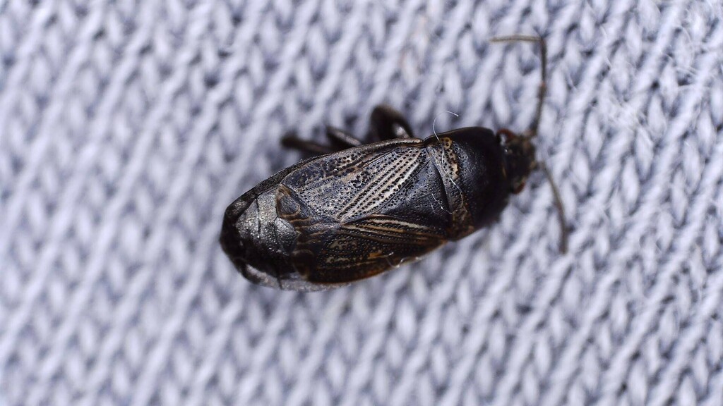 Trapezonotus anorus
