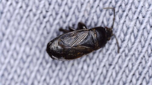 Trapezonotus anorus