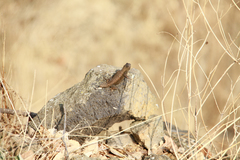 Sceloporus palaciosi