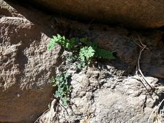 Cheilanthes hypoleuca