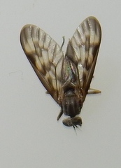 Rhagio punctipennis