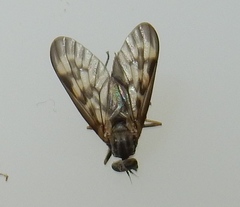 Rhagio punctipennis