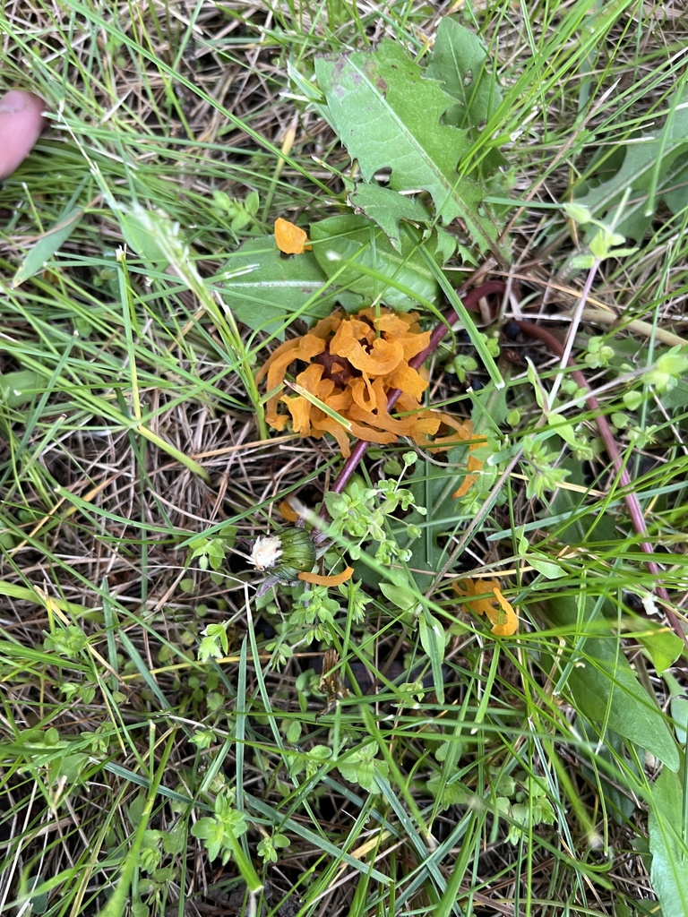 juniperapple rust from N Taylor Rd, Hanna City, IL, US on April 26, 2024 at 0616 PM by Bryant