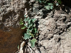 Cheilanthes hypoleuca