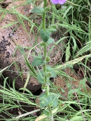 Sairocarpus nuttallianus