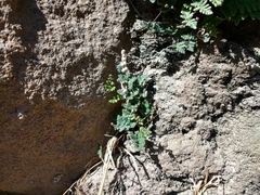 Cheilanthes hypoleuca