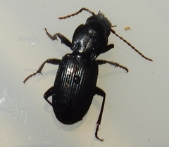 Pterostichus acutipes