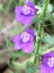 Sairocarpus nuttallianus