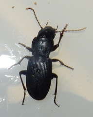 Pterostichus acutipes
