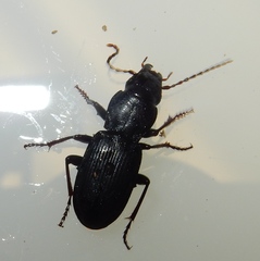 Pterostichus acutipes