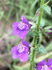 Sairocarpus nuttallianus