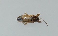 Oedancala dorsalis