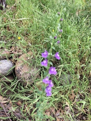 Sairocarpus nuttallianus