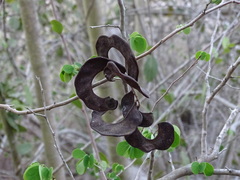 Microlobius foetidus