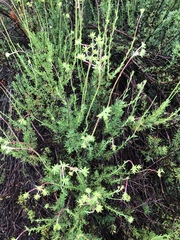 Eriogonum fasciculatum fasciculatum