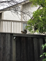 Sciurus niger