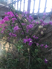 Bougainvillea