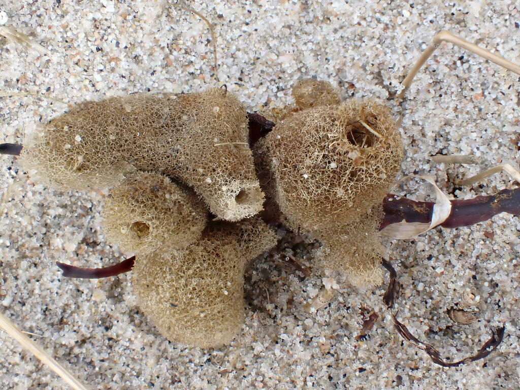 Haliclona limbata