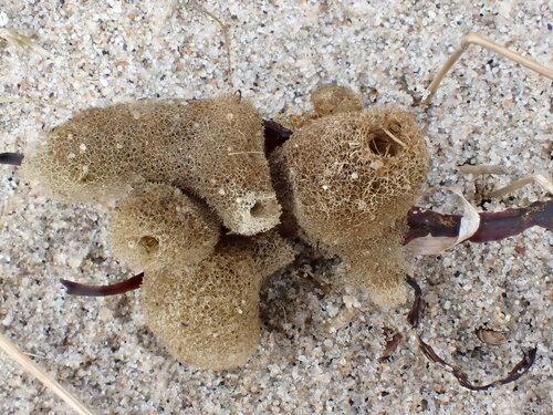 Haliclona limbata