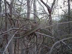 Tillandsia exserta