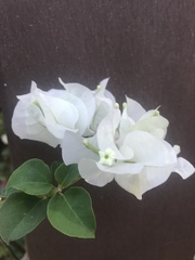 Bougainvillea