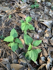 Conoclinium coelestinum image