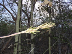 Tillandsia exserta