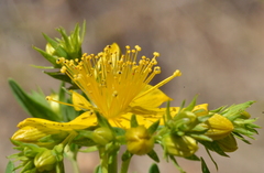 Hypericum perforatum perforatum