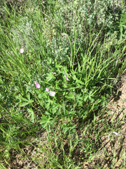 Geranium viscosissimum