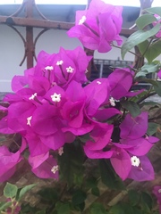 Bougainvillea