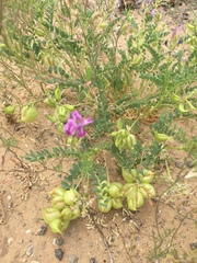 Astragalus lentiginosus diphysus
