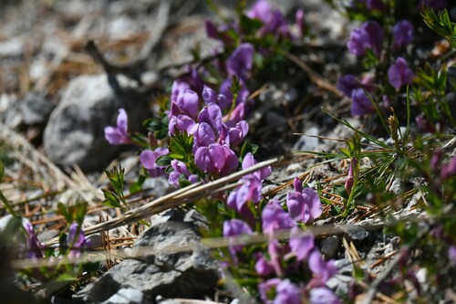 Chamaecytisus purpureus, photograph 5