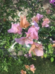 Bougainvillea