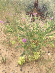 Astragalus lentiginosus diphysus