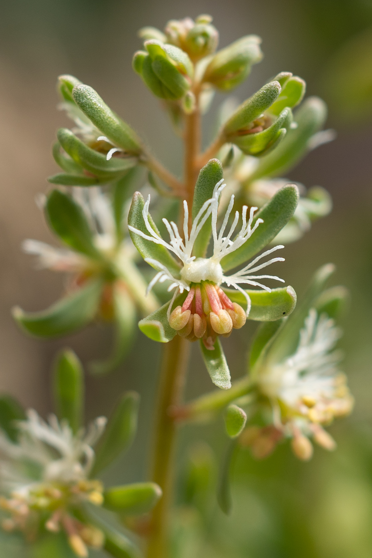 Reseda phyteuma