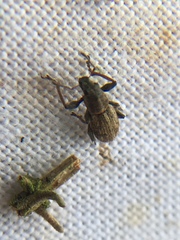 Andrion regensteinense