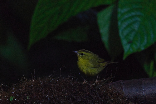 Choco Warbler (Myiothlypis chlorophrys), photo 3