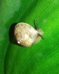 Sinistrofulgur perversum