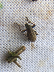 Andrion regensteinense