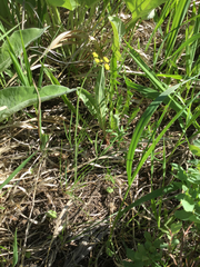 Lomatium triternatum