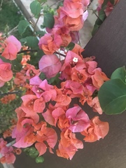 Bougainvillea