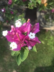 Bougainvillea