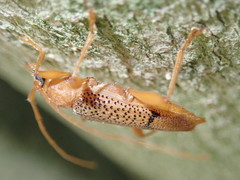 Xuthodes punctipennis