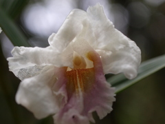 Sobralia virginalis