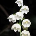 Lilies of the Valley - Photo (c) Jakob Fahr, some rights reserved (CC BY-NC), uploaded by Jakob Fahr