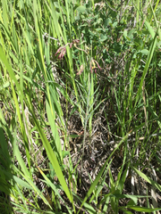 Fritillaria atropurpurea