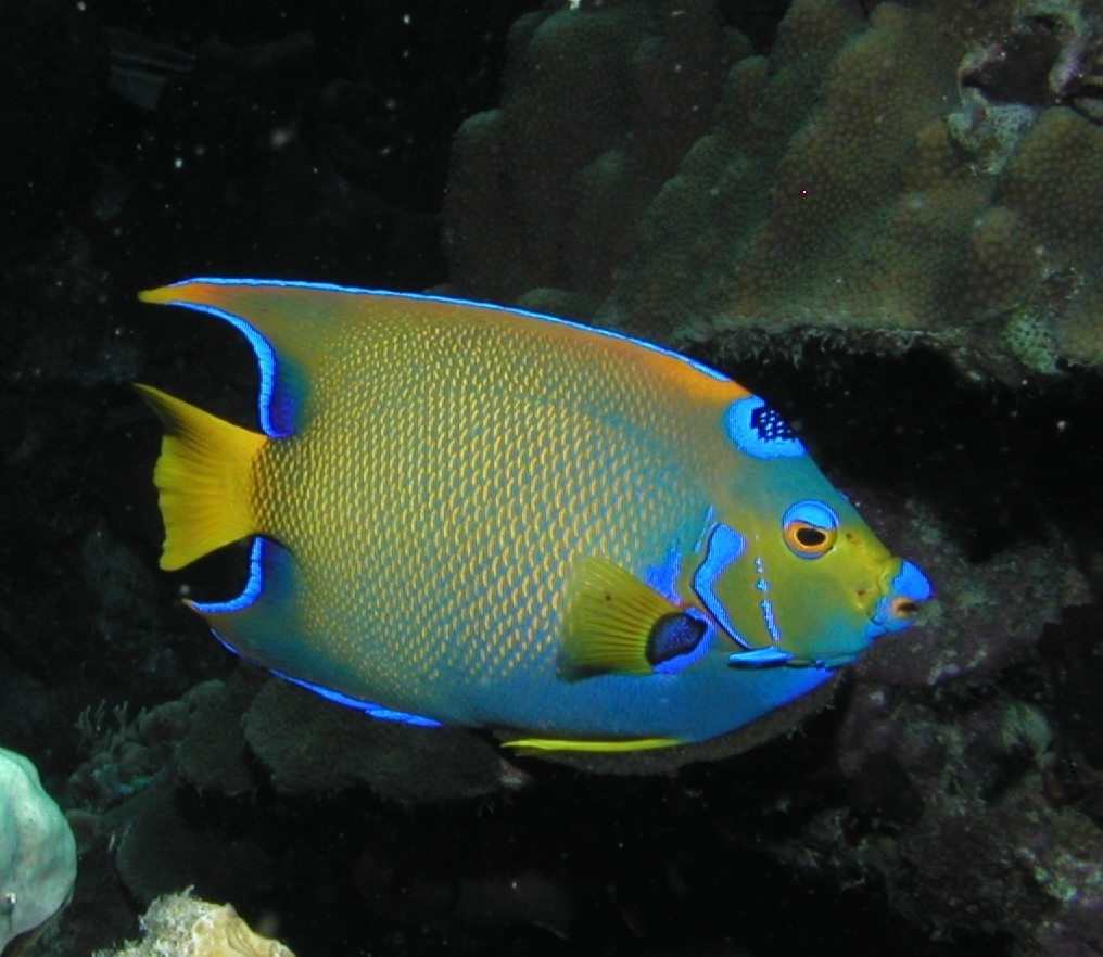 Queen Angelfish