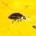 Common Pollen Beetle - Photo (c) Jakob Fahr, some rights reserved (CC BY-NC), uploaded by Jakob Fahr