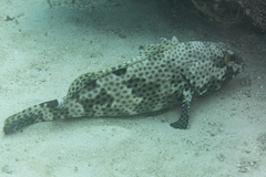 Epinephelus